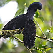 Long-wattled Umbrellabird