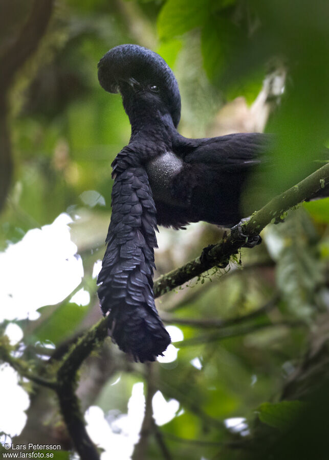 Long-wattled Umbrellabird