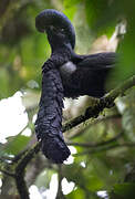 Long-wattled Umbrellabird