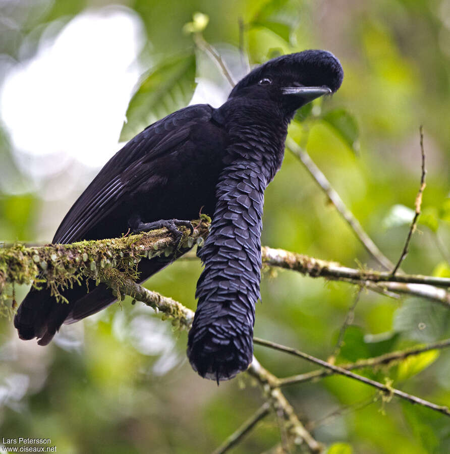 Long-wattled Umbrellabird male adult breeding, identification