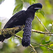 Long-wattled Umbrellabird