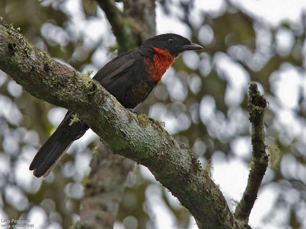 Red-ruffed Fruitcrowadult, habitat, pigmentation