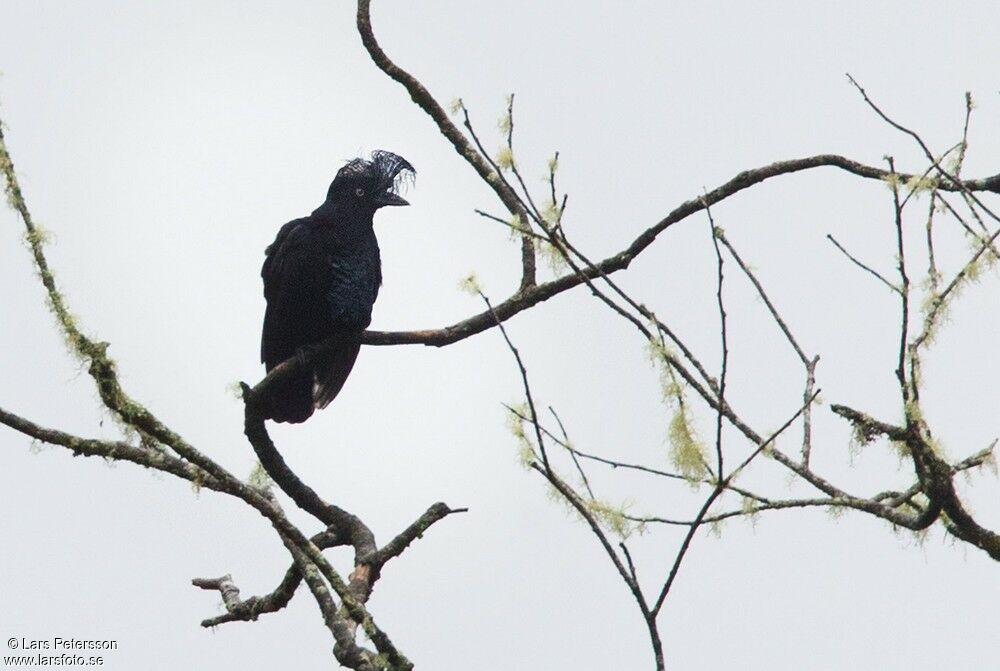 Amazonian Umbrellabird