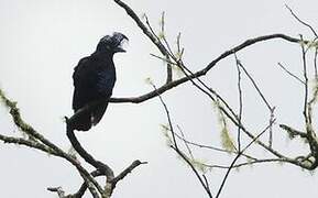 Amazonian Umbrellabird