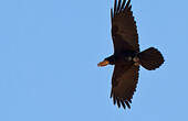 Corbeau à cou blanc