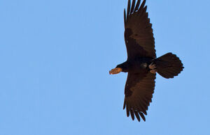 Corbeau à cou blanc