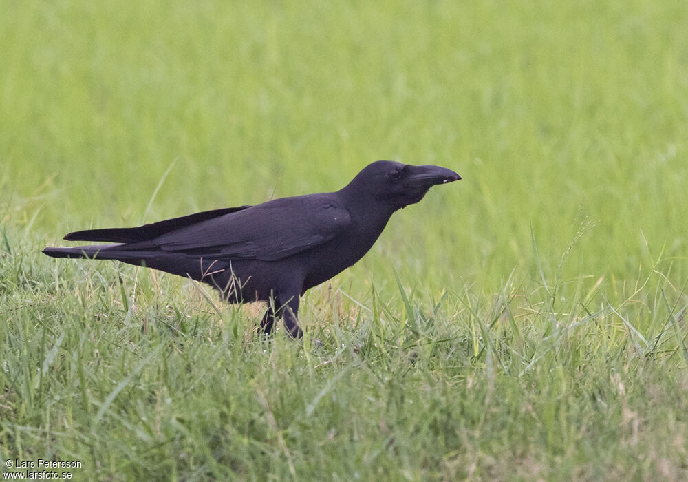 Corbeau à gros bec