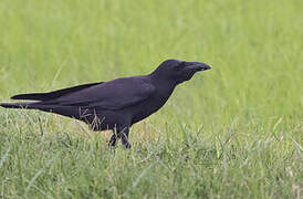 Large-billed Crow