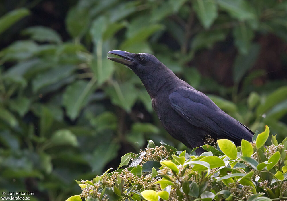 Large-billed Crow