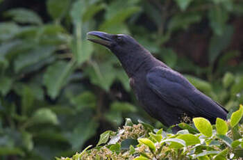 Corbeau à gros bec