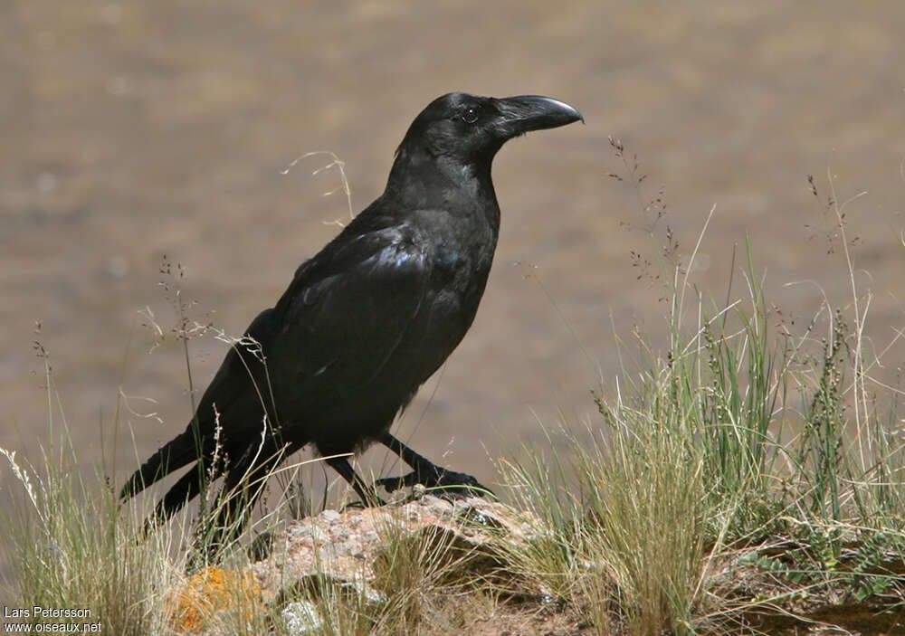 Large-billed Crow, identification