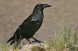 Large-billed Crow