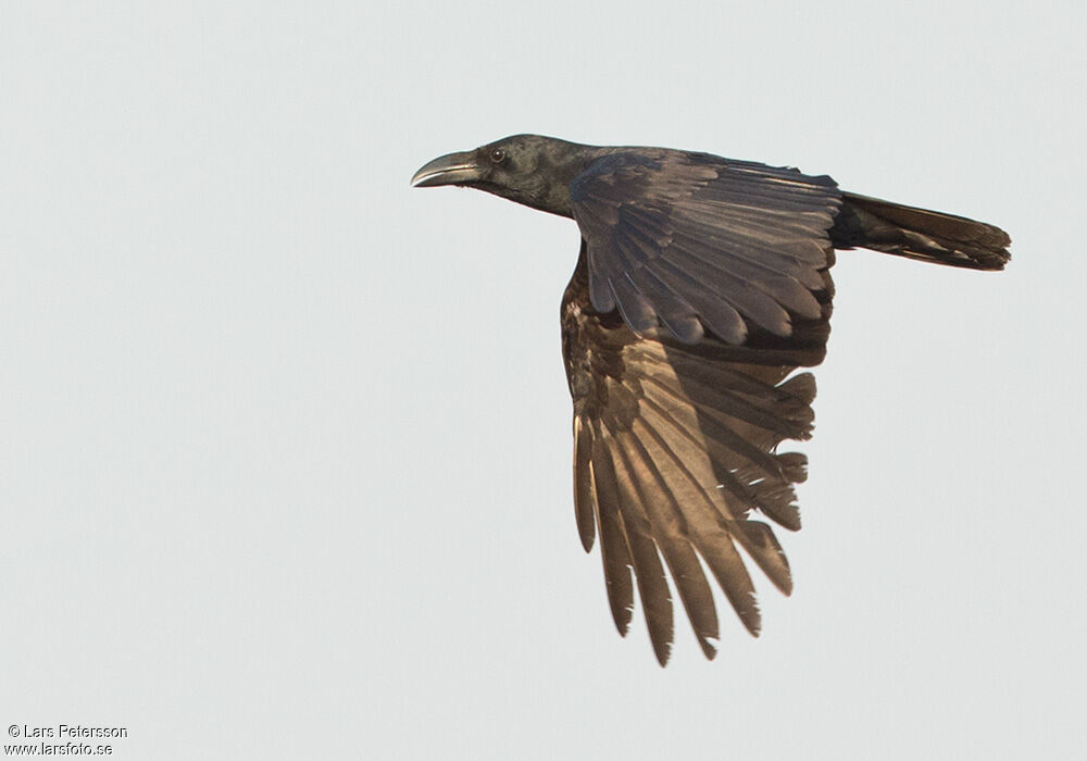 Corbeau à gros bec