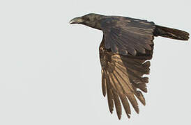 Large-billed Crow