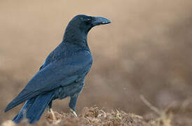 Corbeau à gros bec