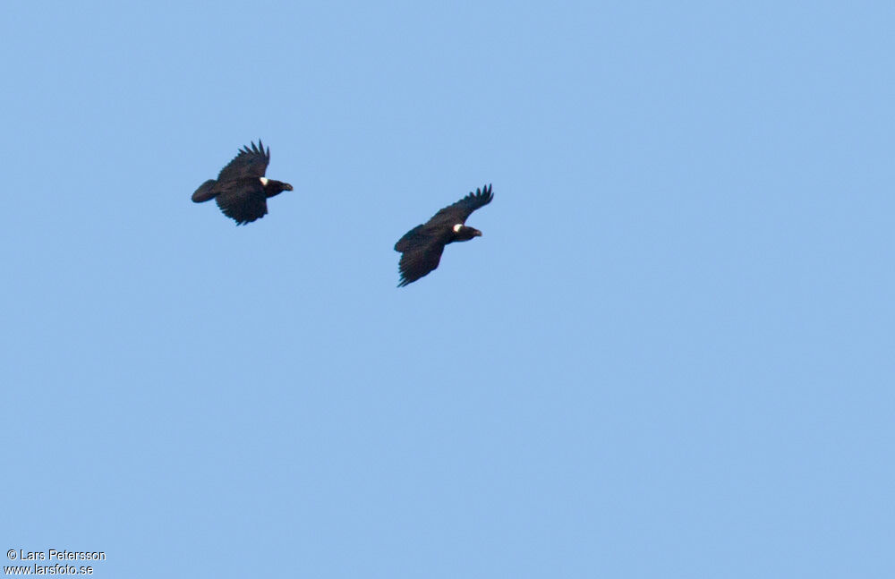 White-necked Raven