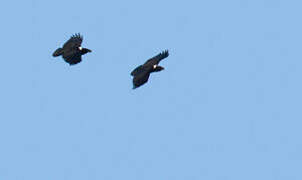 Corbeau à nuque blanche