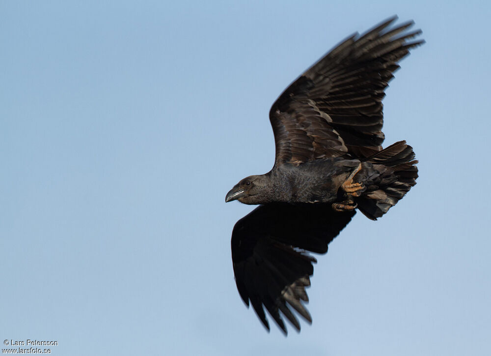 Corbeau à queue courte