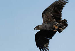 Fan-tailed Raven