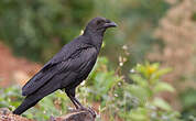 Corbeau à queue courte