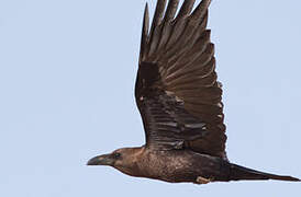 Brown-necked Raven