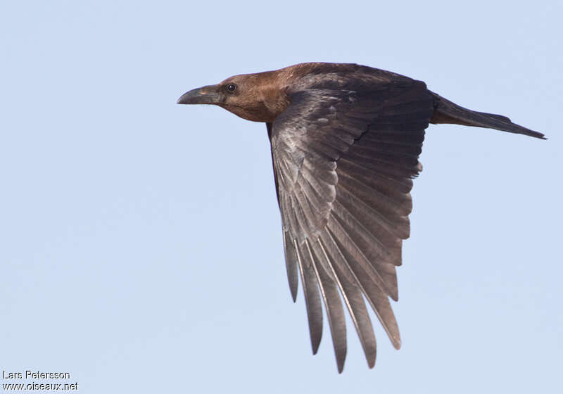 Brown-necked Ravenadult, pigmentation, Flight
