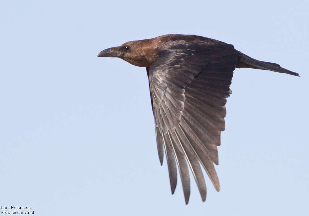 Brown-necked Ravenadult, pigmentation, Flight