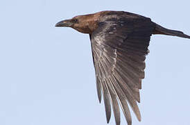 Brown-necked Raven