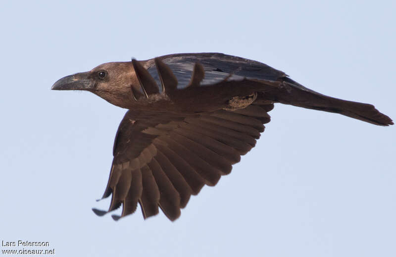 Brown-necked Ravenadult, pigmentation, Flight