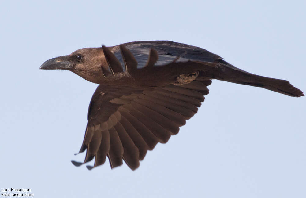 Brown-necked Ravenadult, pigmentation, Flight