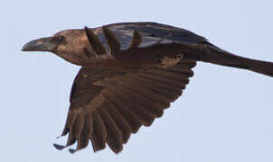 Brown-necked Raven