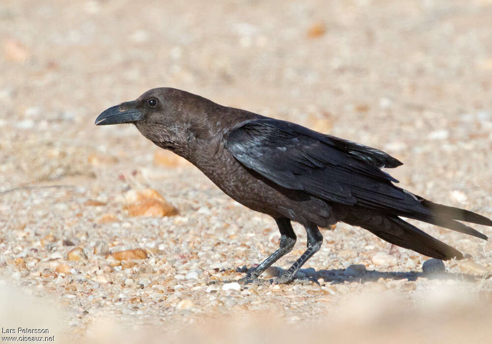 Brown-necked Ravenadult, close-up portrait