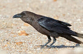 Brown-necked Raven