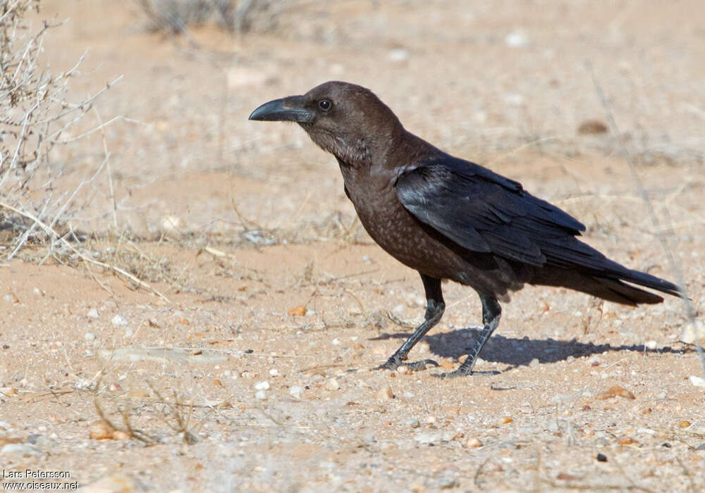 Brown-necked Ravenadult, identification