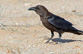 Brown-necked Raven