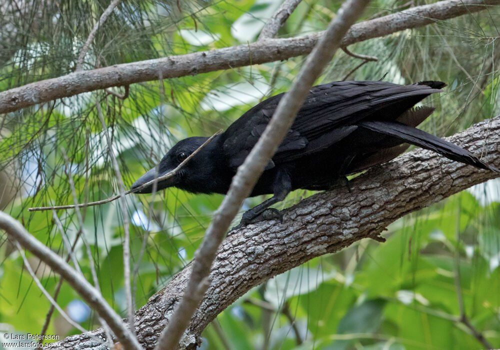 New Caledonian Crow