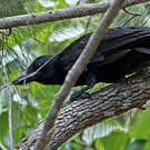 Corbeau calédonien