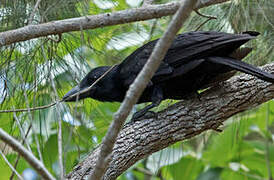 New Caledonian Crow