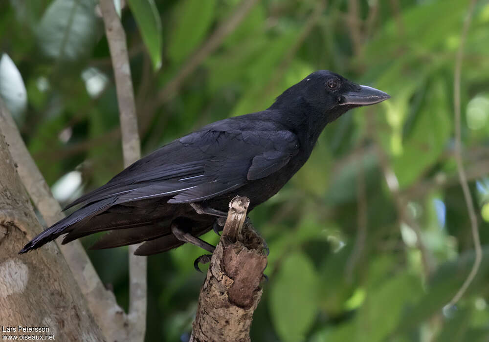 Corbeau calédonienadulte, identification