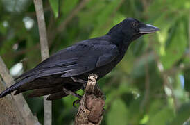 New Caledonian Crow