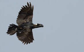 Thick-billed Raven