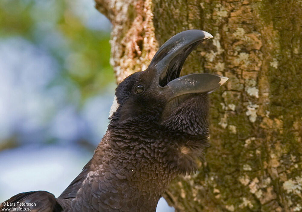 Corbeau corbivau