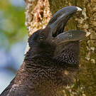 Corbeau corbivau