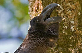 Thick-billed Raven