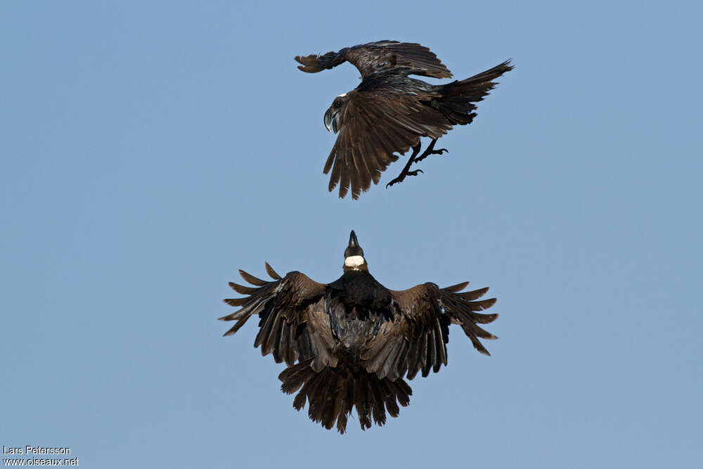 Thick-billed Ravenadult, Behaviour