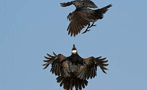 Corbeau corbivau