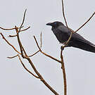 Corbeau de Torres