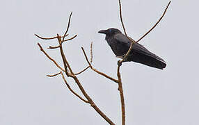 Torresian Crow