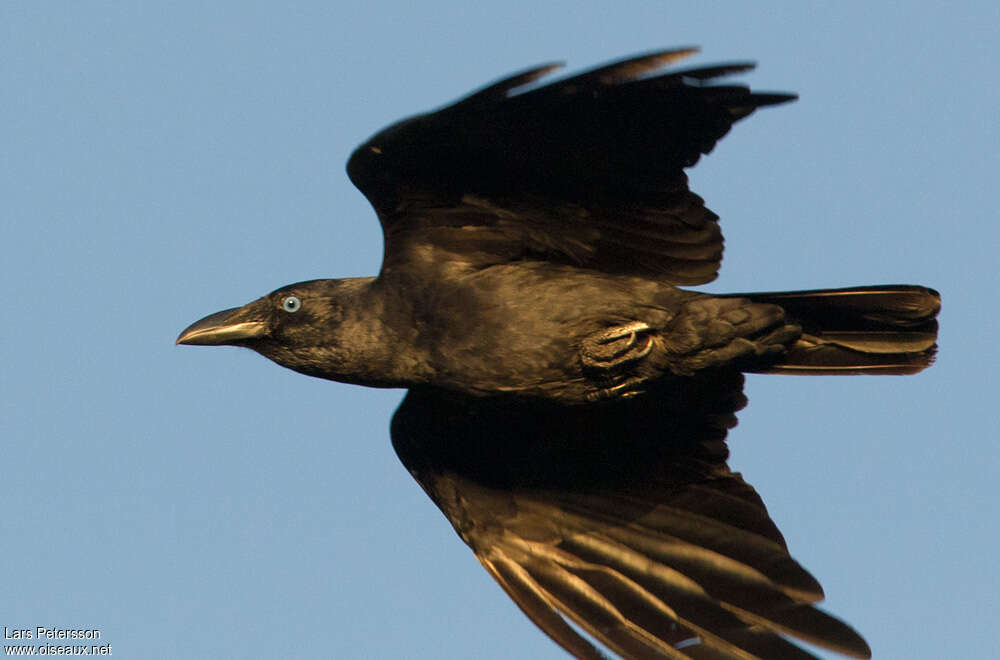 Corbeau des Bismarckadulte, portrait, Vol