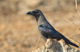 House Crow